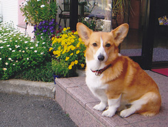 はっぴぃちゃん