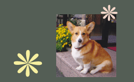 ハッピーちゃん